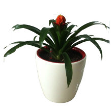 Fiberglass Flowerpots & Planter for Home & Garden Decor
